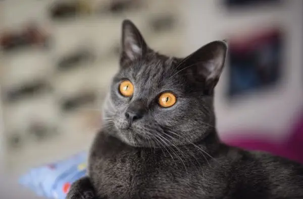 Bildschirmfoto 2025-02-16 um 01.10.52 Chartreux