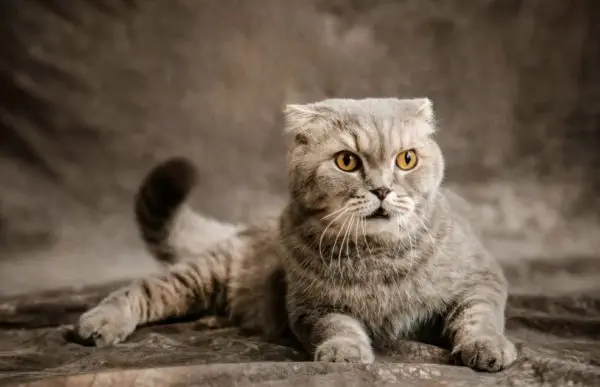Bildschirmfoto 2025-02-16 um 01.42.56 Scottish Fold