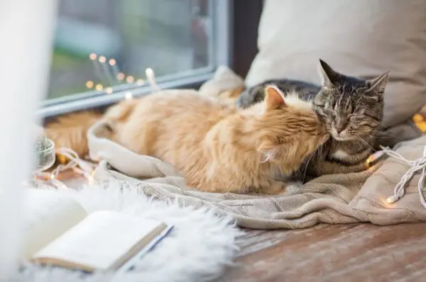 Bildschirmfoto 2025-02-16 um 20.44.37 Zwei Katzen, katzengerecht