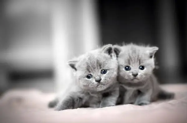 Bildschirmfoto 2025-02-16 um 21.10.16 Kleinanzeigen Katzen erstausstattung