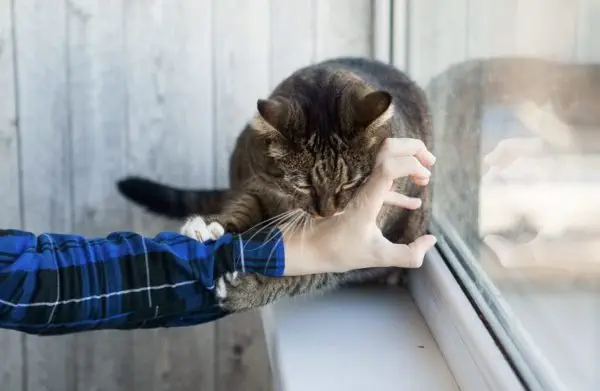 Bildschirmfoto 2025-02-16 um 21.58.15 beißt Katze