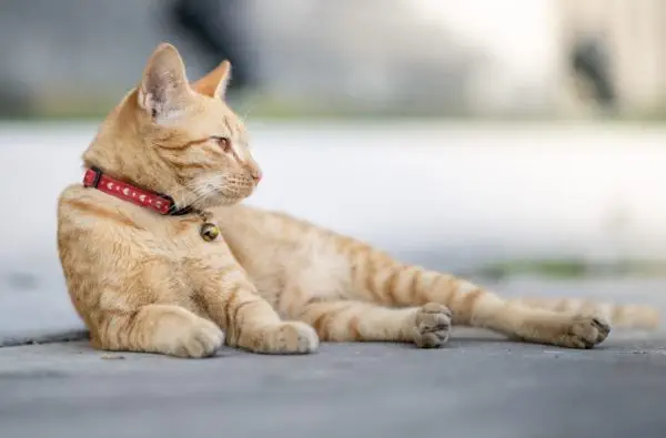 Bildschirmfoto 2025-02-17 um 21.21.52 Katze gefahren im alltag, krank