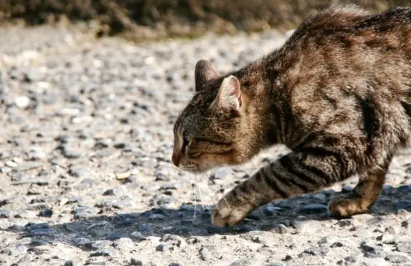 Bildschirmfoto 2025-02-17 um 22.46.27 Katze jagt, Jäger