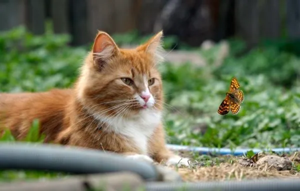Bildschirmfoto 2025-02-17 um 22.46.54 Katze bringt tote Tiere