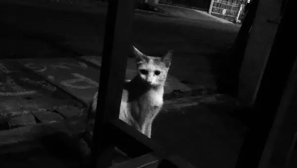 Bildschirmfoto 2025-02-17 um 23.17.46 Katze fehlt