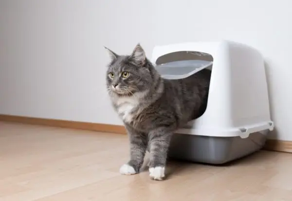 Bildschirmfoto 2025-02-18 um 00.00.57 Katze Umzug neue Umgebung