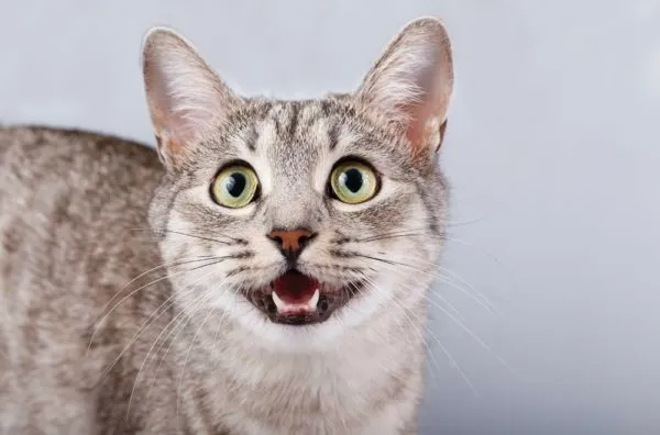 Bildschirmfoto 2025-02-18 um 00.09.43 Katze spricht mit dir