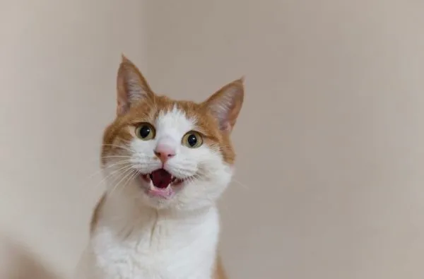 Bildschirmfoto 2025-02-18 um 00.10.01 Katze miaut