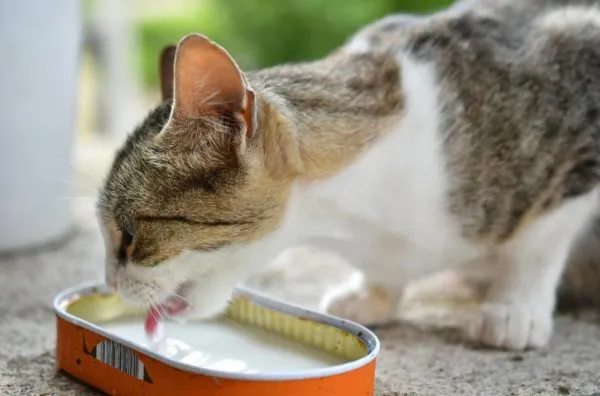 Katze trinkt